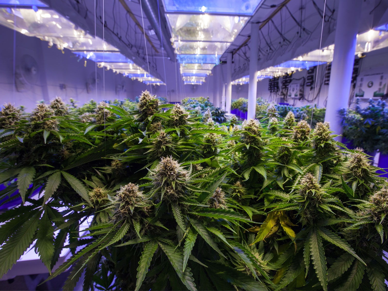 Cannabis Grow Room